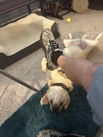 2026 RAM Ram ProMaster RAM PROMASTER 1500 TRADESMAN CARGO VAN LOW ROOF 136 WB